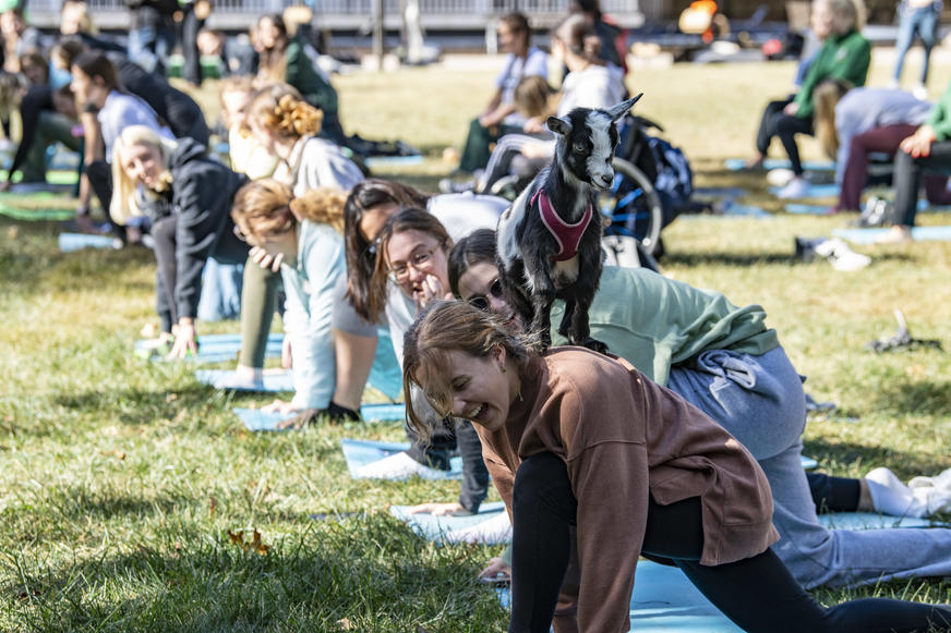 photo of goat yoga during raider resilence week