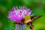 Moth in Pearl's Fen