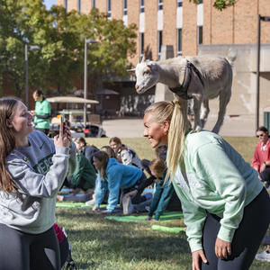 photo of a student taking a photo of a student with a goat at goat yoga during raider resilence week